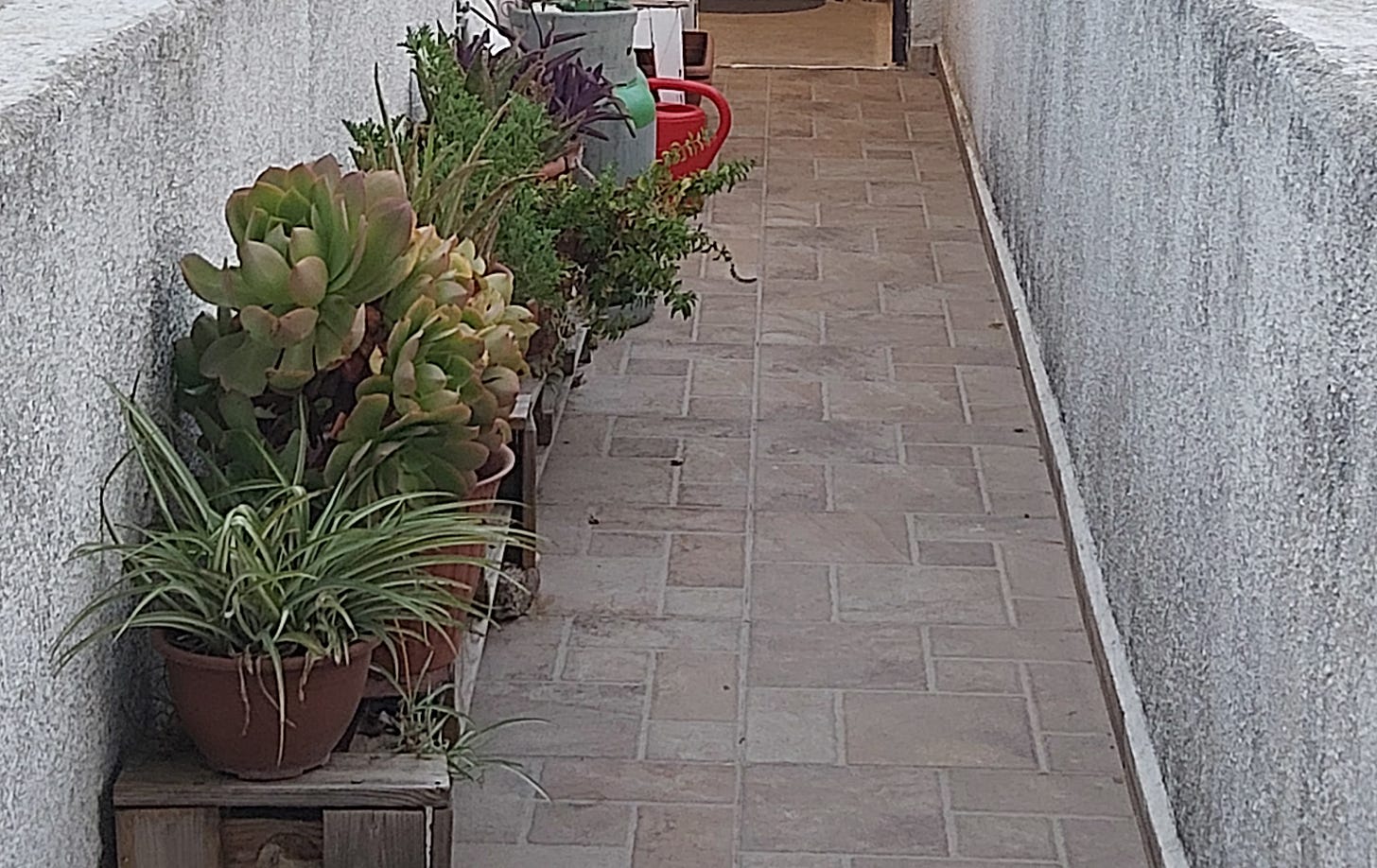 A row of potted plants on the author's walkway