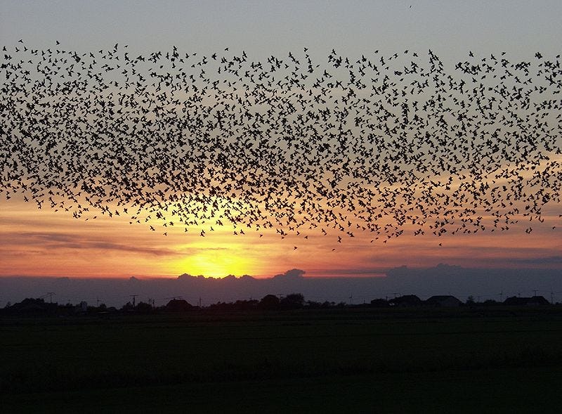Flock of birds Flock of birds