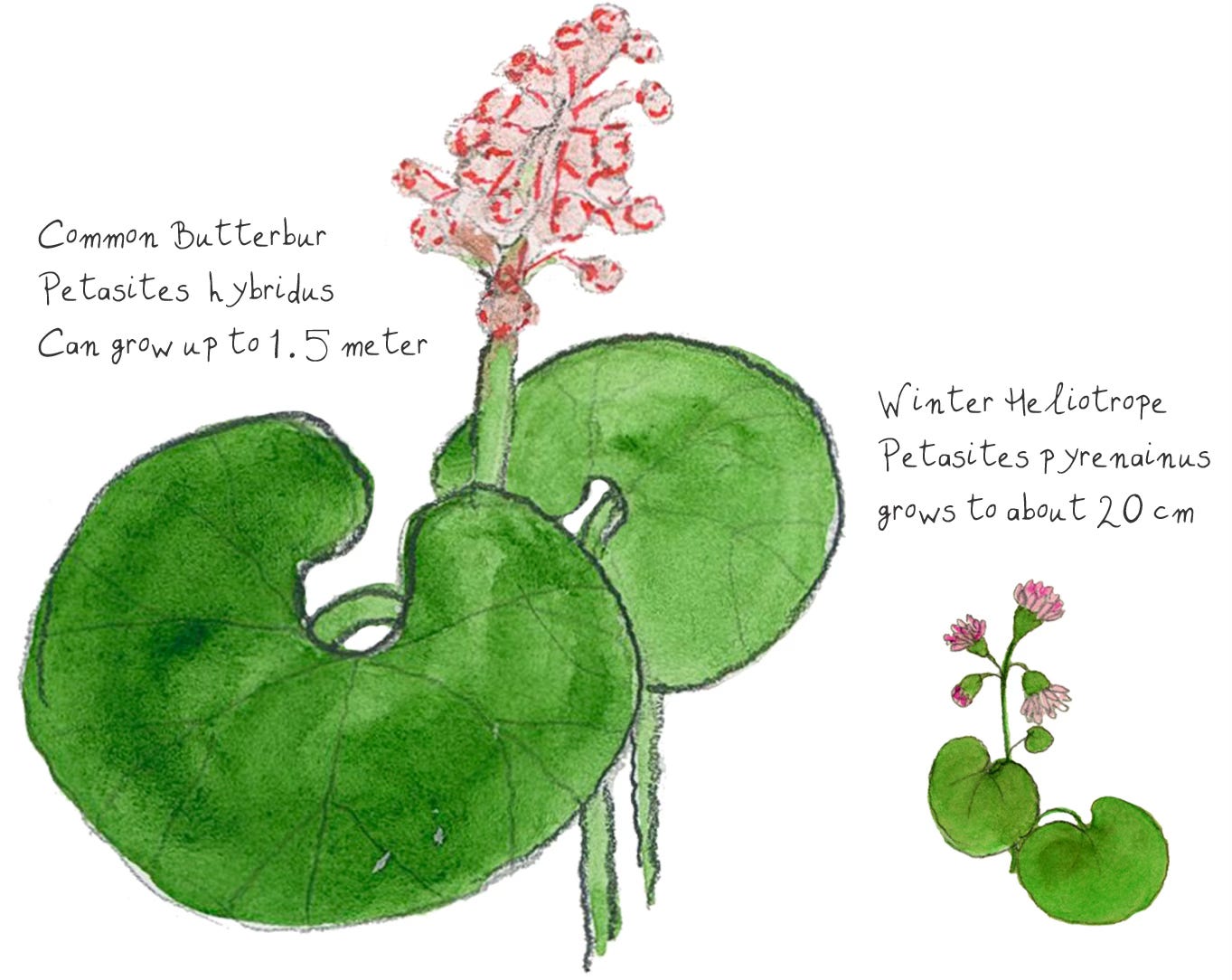 illustration comparing butterbur and winter heliotrope sizes