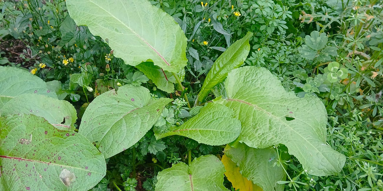 Building Your Foraging Library, Part 1