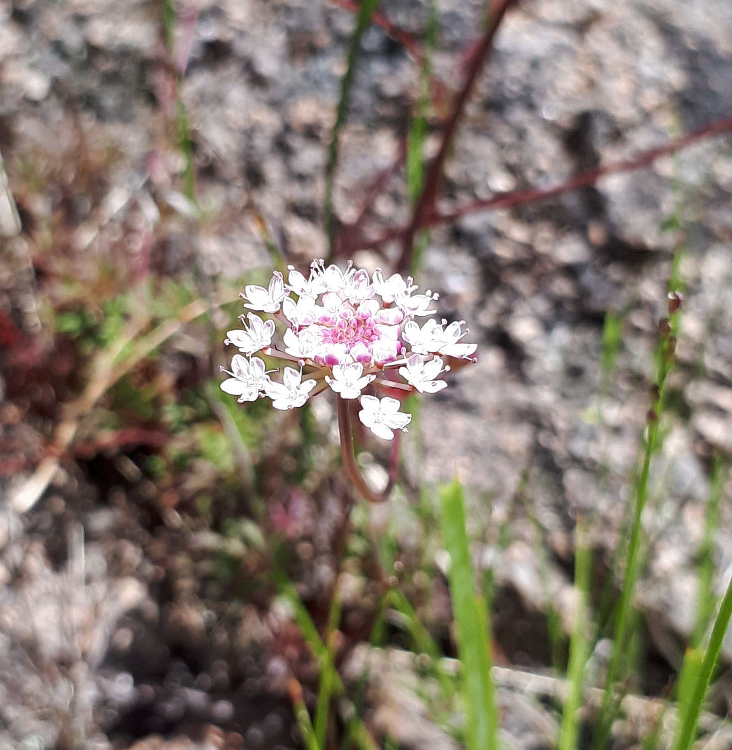 Trachymene incisa [flower closeup].jpg