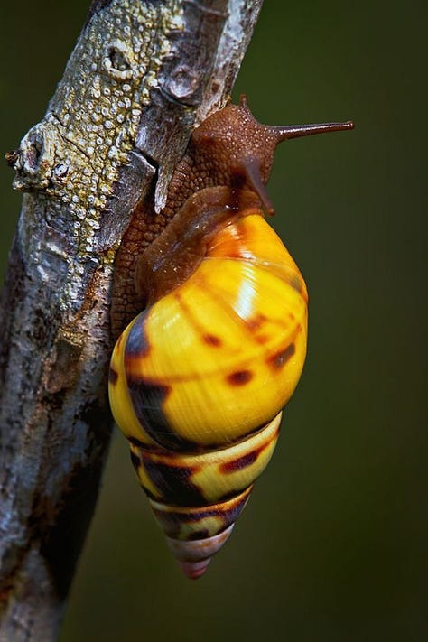 a group of different snails with colorful striped shells