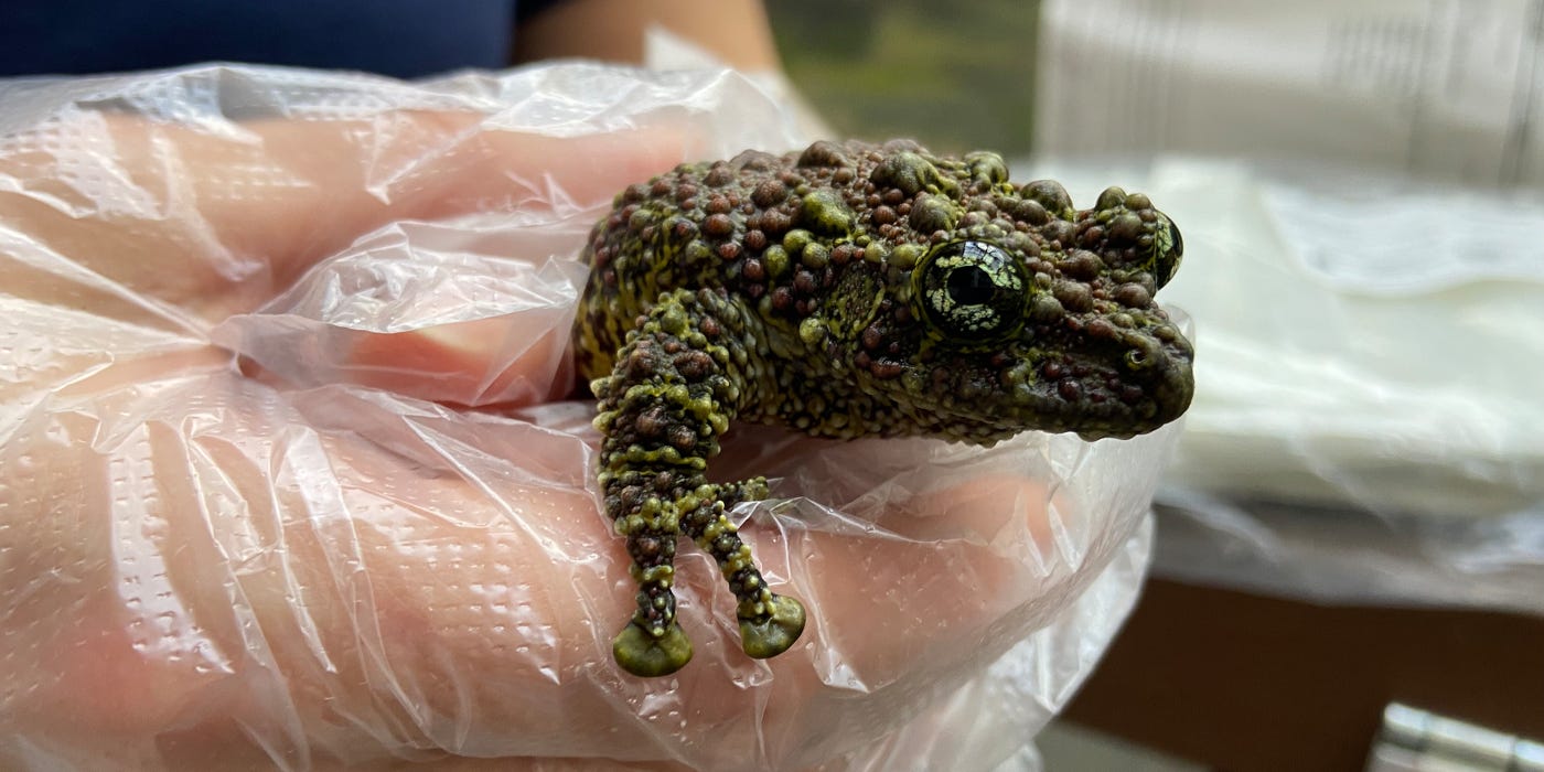 Why I'm Studying Frog Slime | Smithsonian's National Zoo and Conservation  Biology Institute