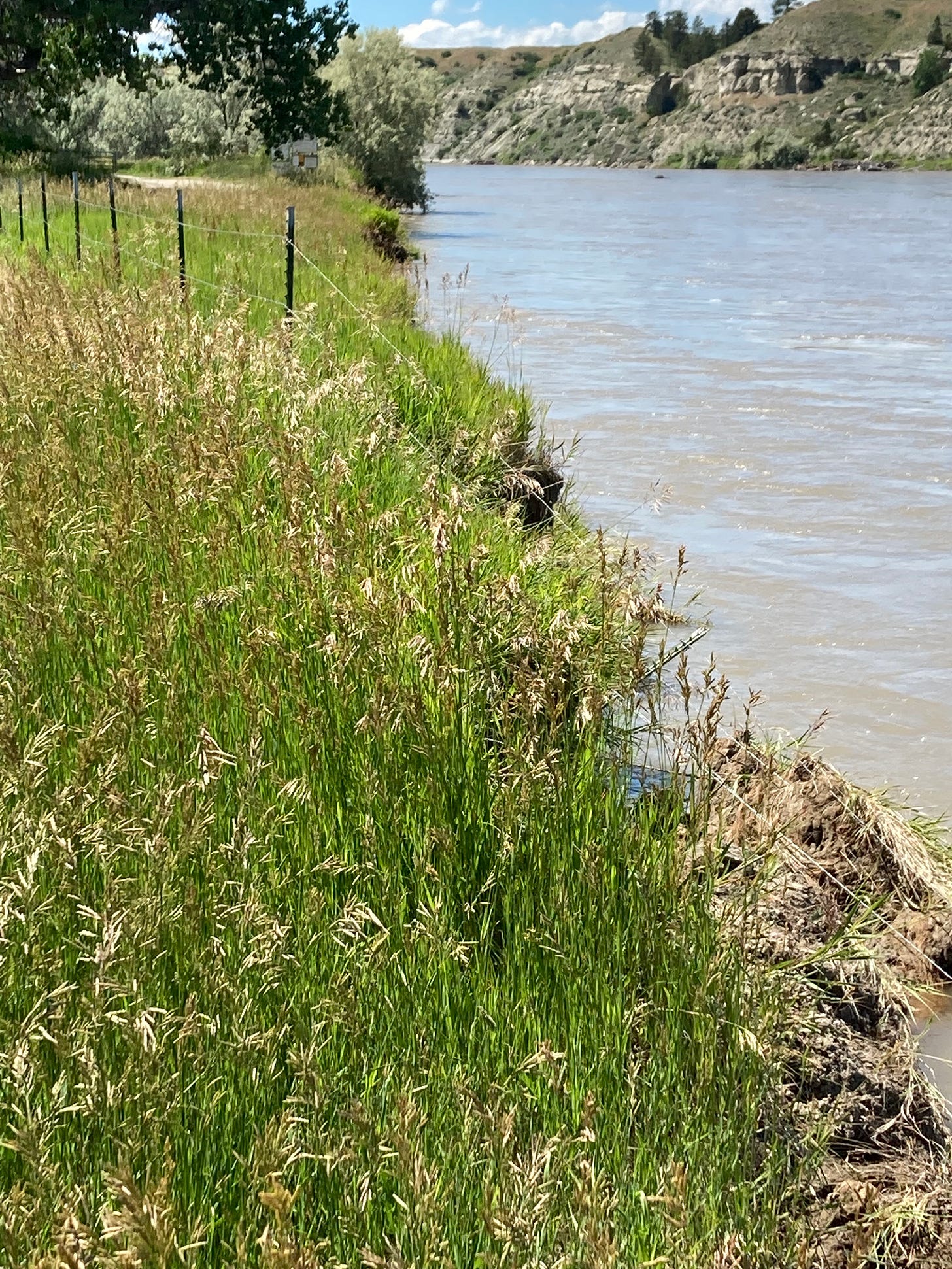 Green grass up to the Yellowstone River where a barbed wired fence is falling into the river. Cliffs in the background.