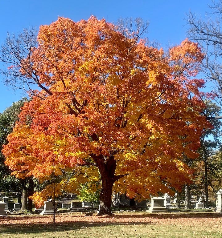 Two photos of Bellefontaine Cemetery in St. Louis; at left, the image shows a vibrantly orange and yellow tree with graves below it; at right, large monumental grave markers reach toward the sky.