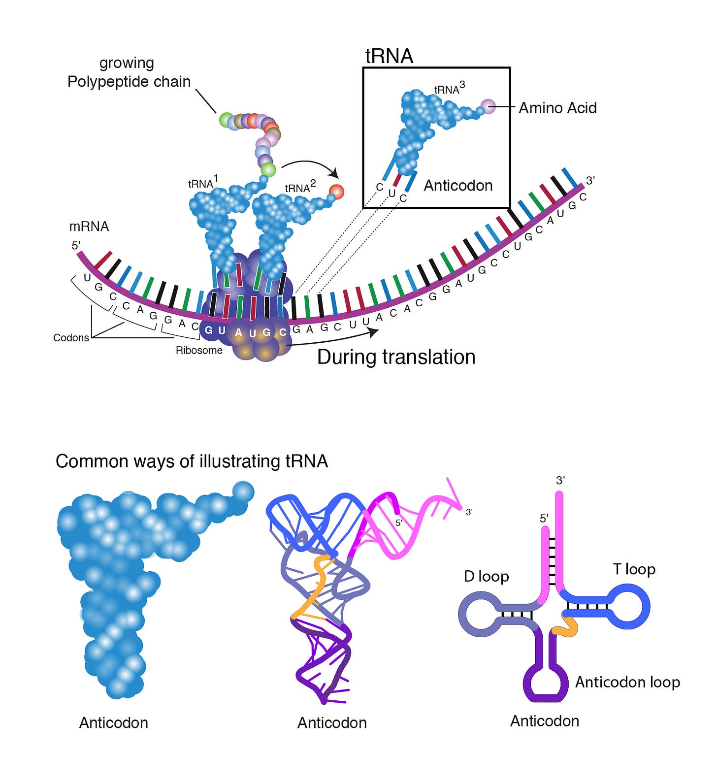 Transfer RNA (tRNA) Transfer RNA (tRNA)
