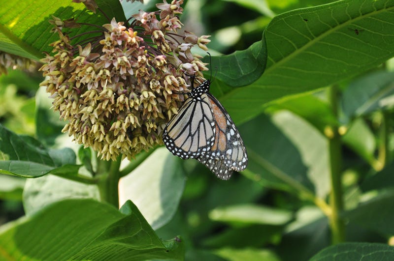 monarch butterfly