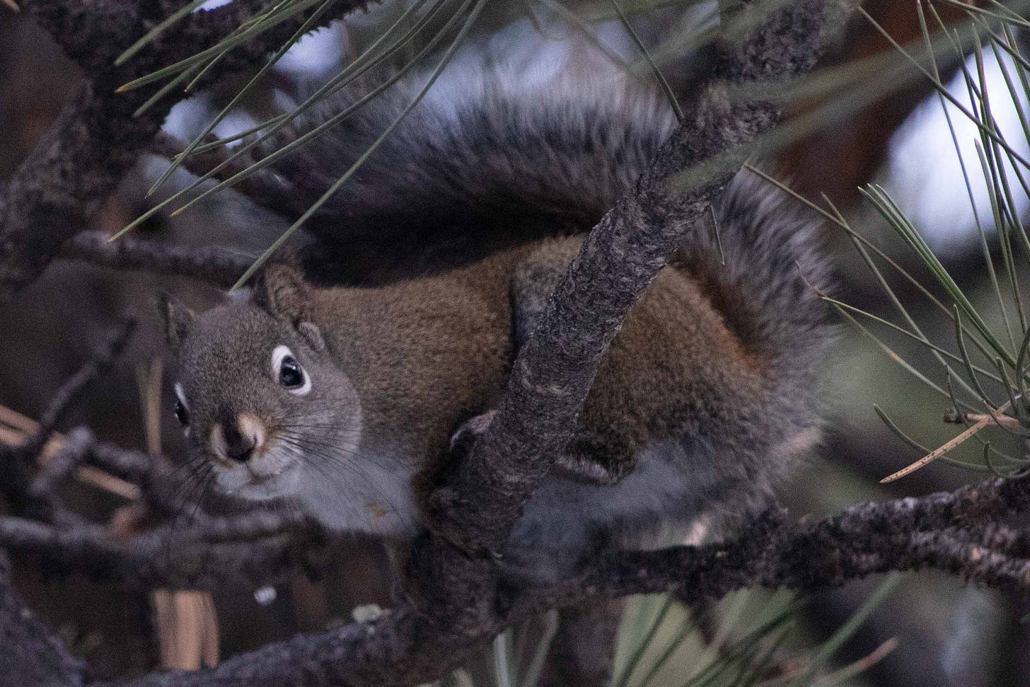 Close-up of a squirrel in a pine tree. The squirrel is gray and reddish-brown, with thick white border the top and bottom of each dark eye.
