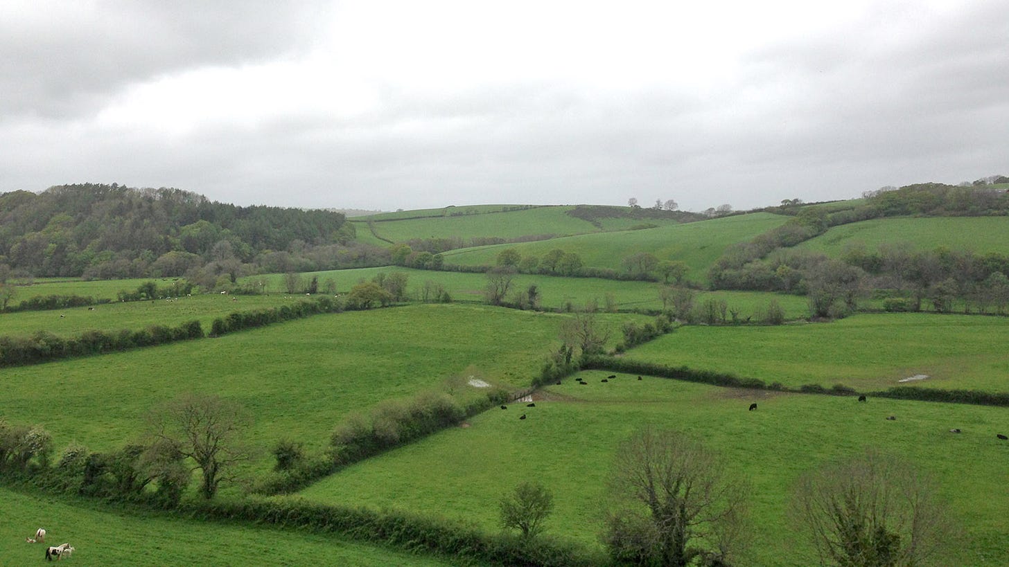 Moody patchwork of allotments broken by hedgerows, grassy green under a dour sky with horses in foreground left corner