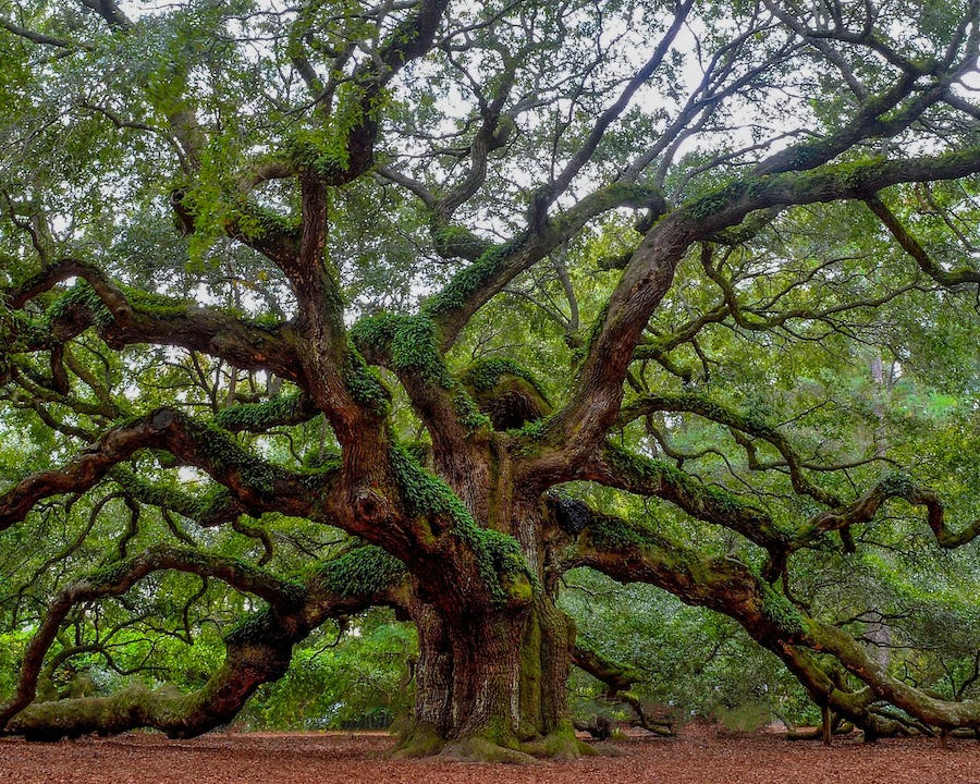 A massive, ancient tree with wide, twisting branches covered in moss spreads outward over a forest floor.