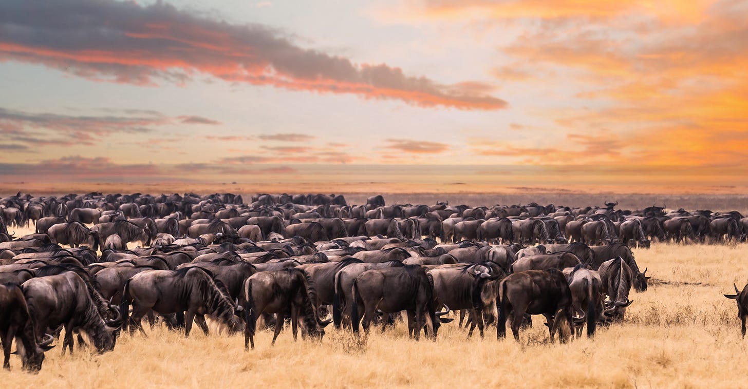 Great Migration Kenya Safari | Africa | Natural Habitat