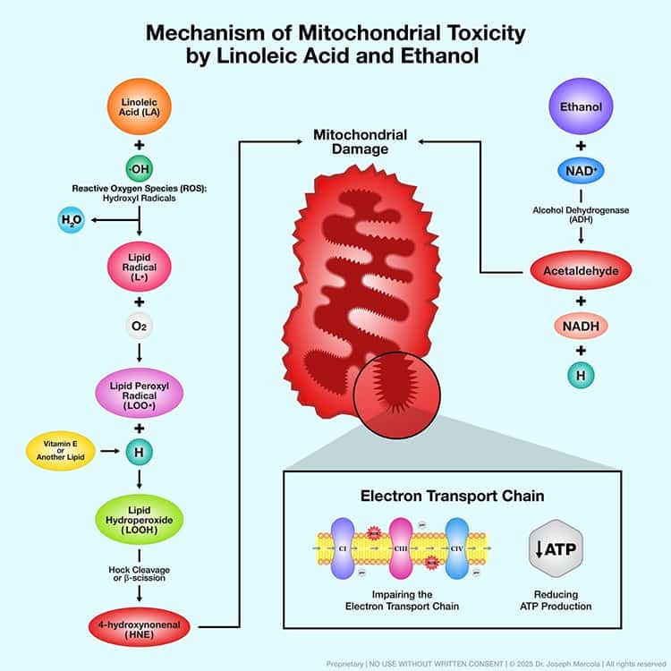 mechanism of mitochondrial toxicity by la and ethanol mechanism of mitochondrial toxicity by la and ethanol