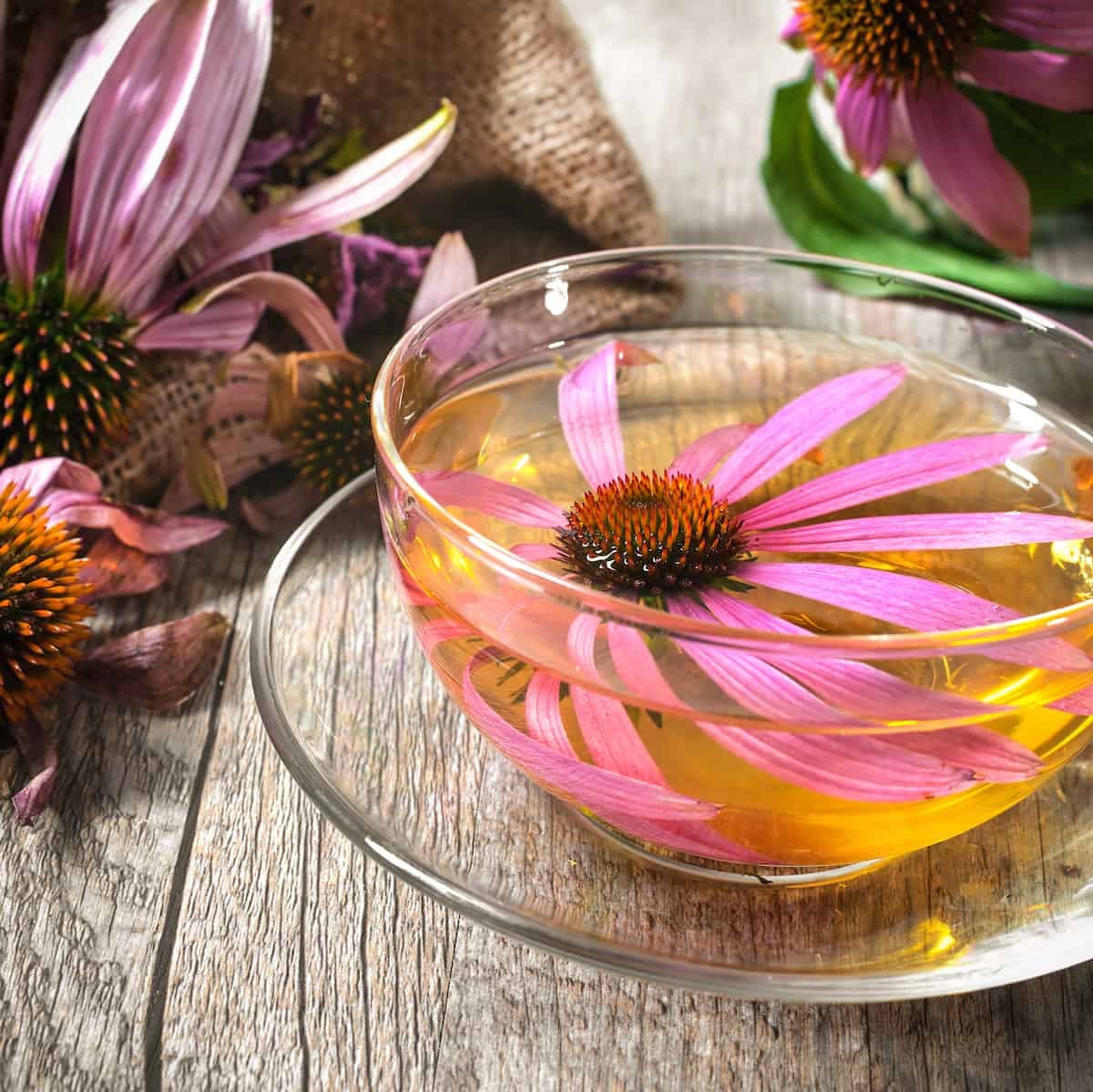 echinacea flower in a tea up