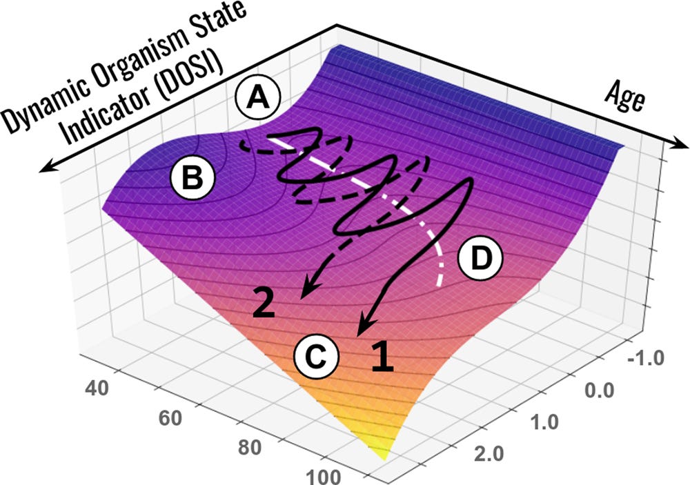 Fig. 4: Schematic representation of loss of resilience along aging trajectories.