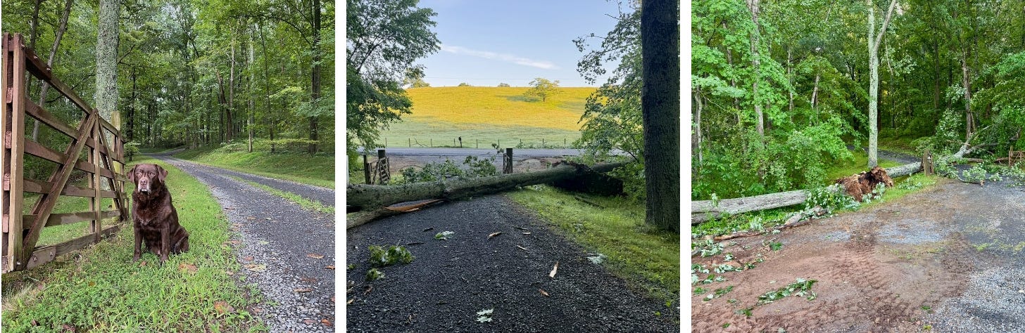 Three images that show, from left to right, a chocolate lab sitting next to a wooden driveway gate, a fallen oak tree across our driveway, and another fallen trunk across the front yard. Three images that show, from left to right, a chocolate lab sitting next to a wooden driveway gate, a fallen oak tree across our driveway, and another fallen trunk across the front yard.