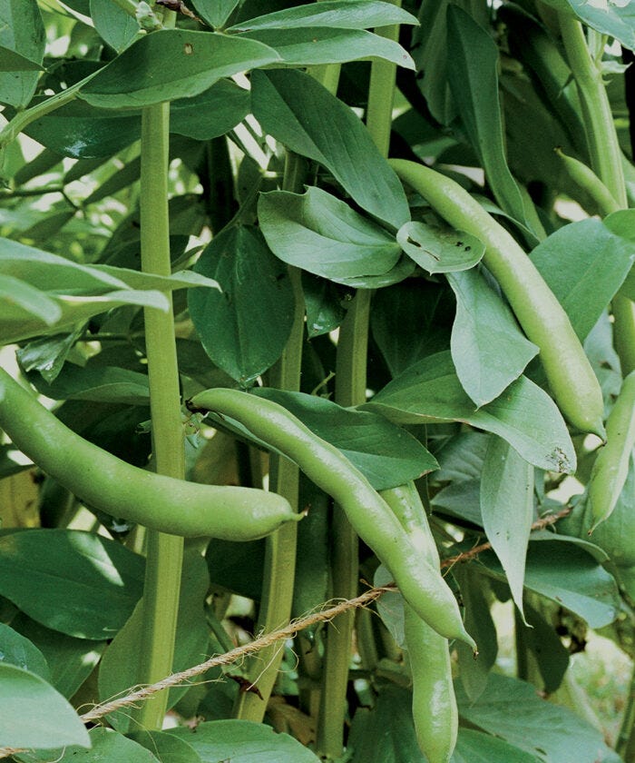 Basics of Growing Fava Beans - Fine Gardening