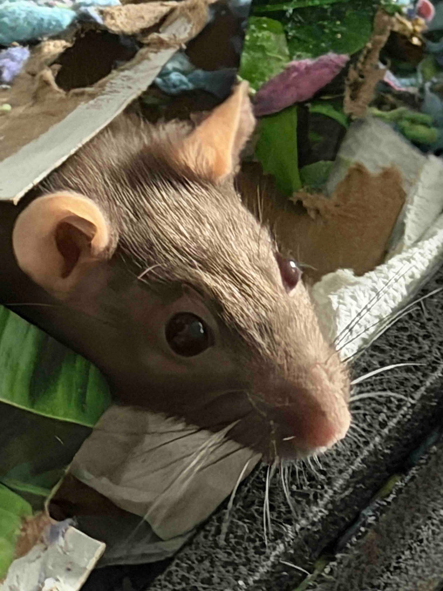 Close-up of a brown rat nestled in shredded paper and bedding materials. The rat’s face is visible with dark eyes, long whiskers, and rounded ears. Surrounding debris includes green, white, and multicolored paper fragments, along with black foam-like pieces, suggesting a cozy, possibly domestic nesting environment.