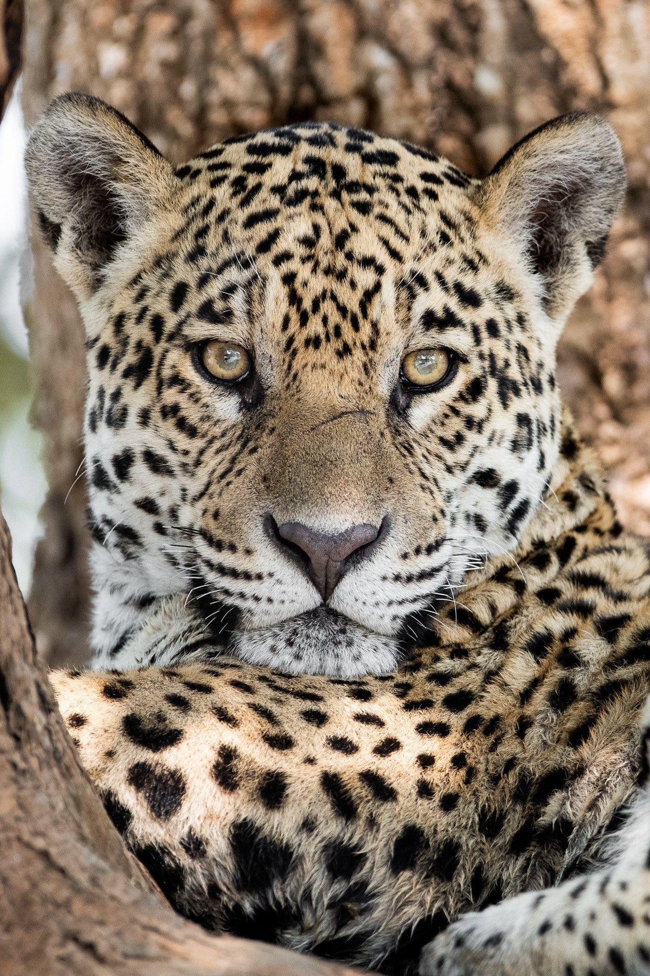 The Jaguar Comeback: A Rare Conservation Success Story