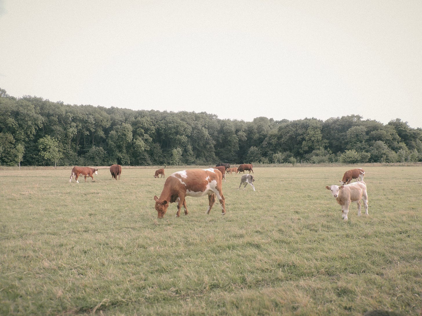 Cows in field near first home Cows in field near first home