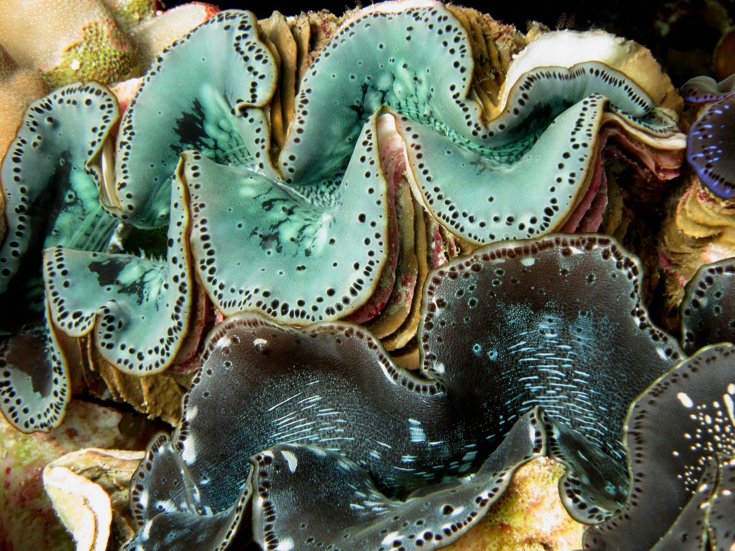 A close-up image of two clams with iridescent blue flesh