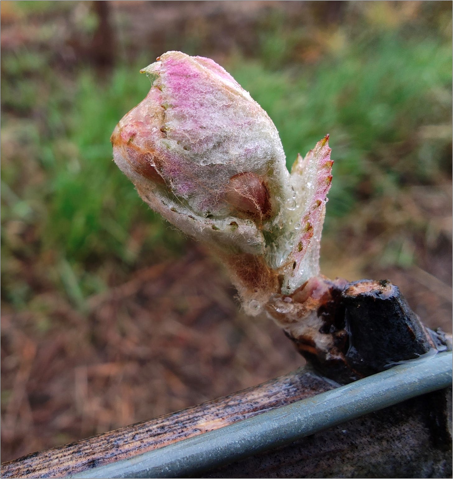 intage 2026 bud break, Amalie Robert Pinot Meunier.