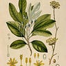 Judson Carroll, Master Herbalist