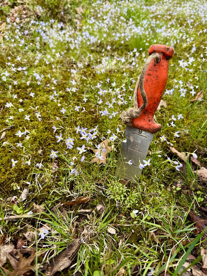 Photo 1: chose a clump at the bottom of the slope; 2: weed out the grass, etc; 3: dig 3 inches down to get the moss too; 4:replace the soil and compact the area.