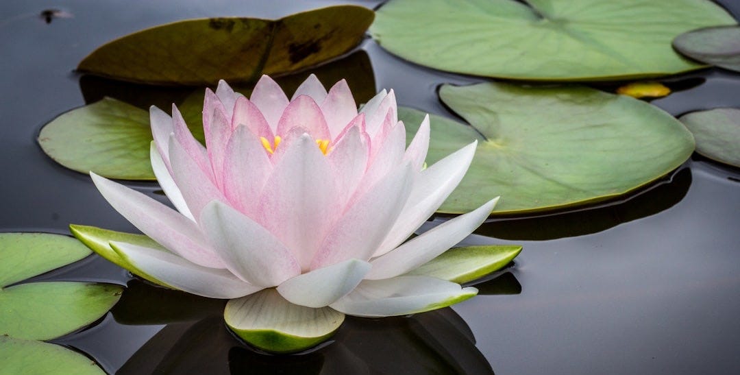 rule of thirds photography of pink and white lotus flower floating on body of water