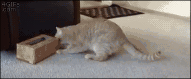 Pin by Naidiri D on Humor | Cats, Stupid cat, Cute funny animals