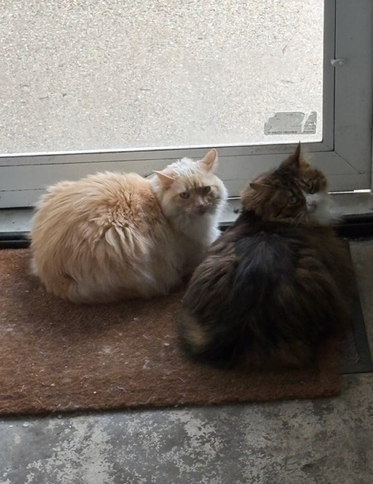 Two floofs sitting by the screen door; one white, one calico. Both in loaf position. White one parallel to the door looking at camera; calico diagonal to the door looking bak over his shoulder