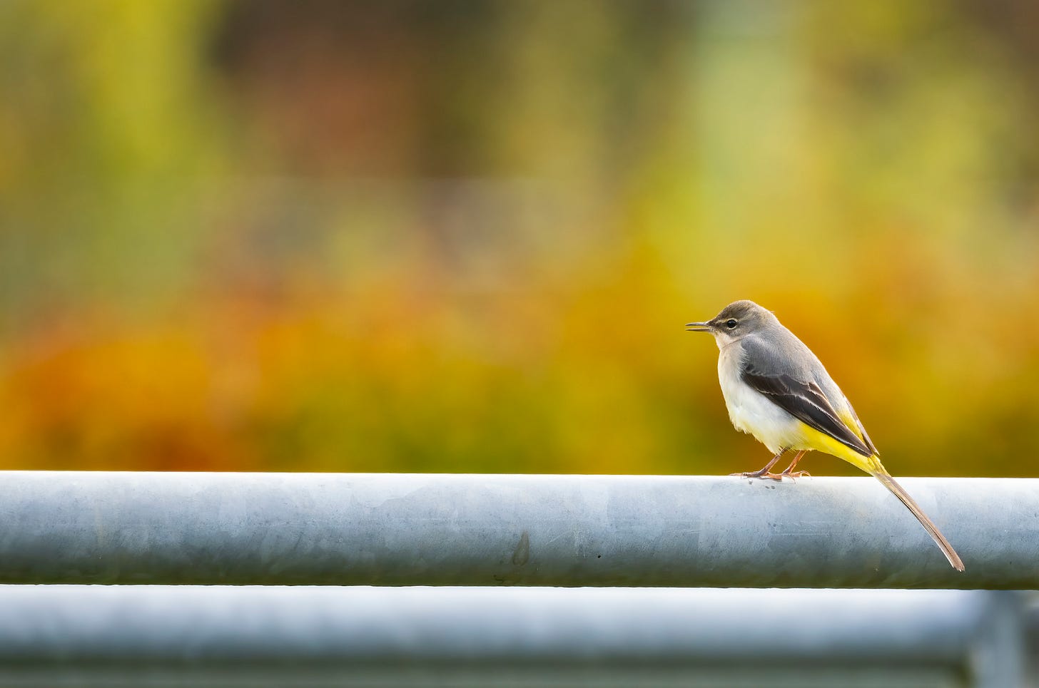 Photo of a grey wagtail perched on a metal fence with its beak open