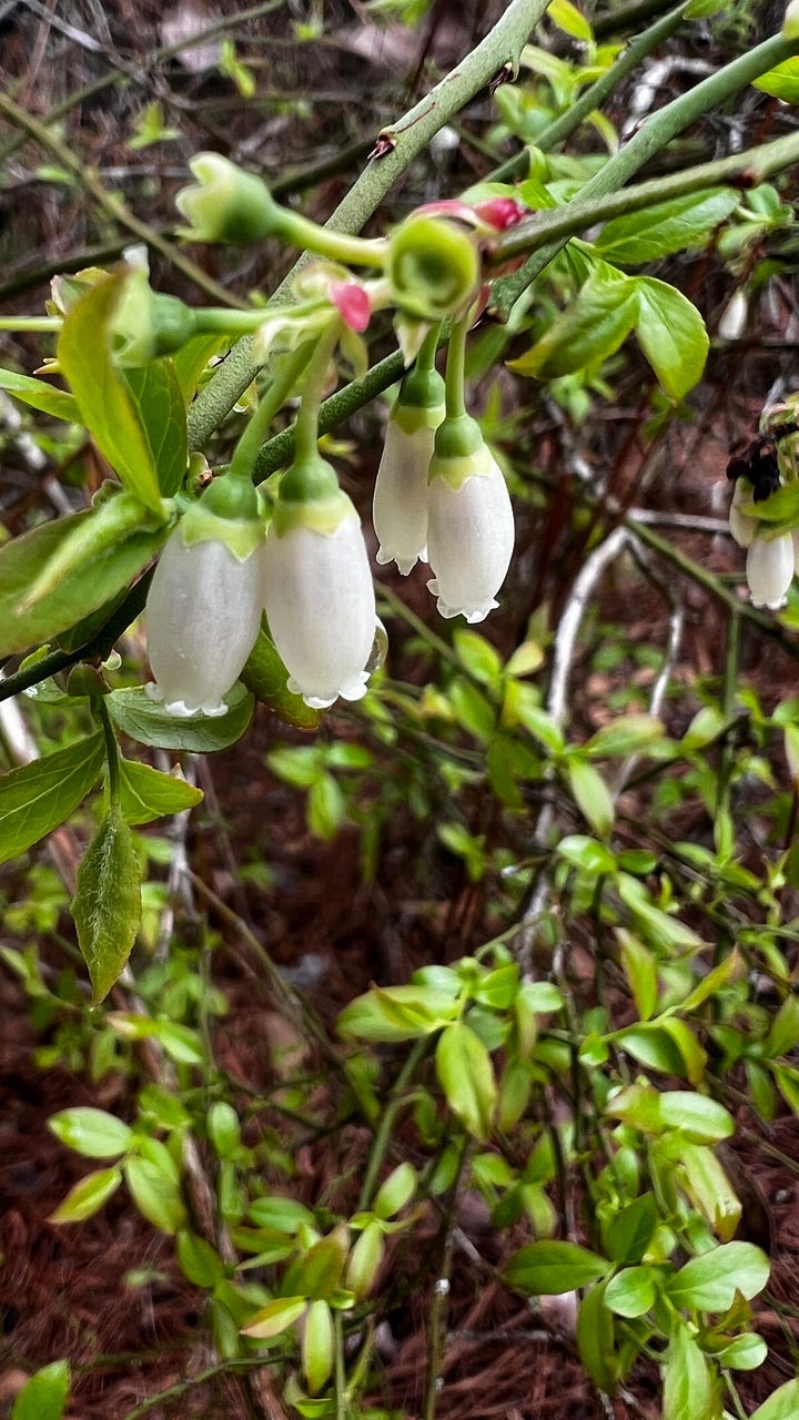 Dangling white flowers and small red berries