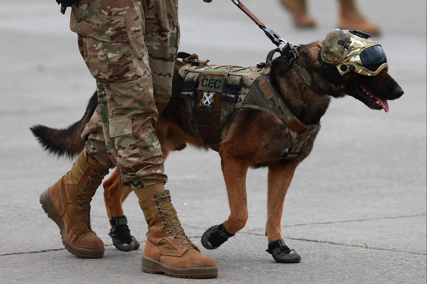 Warhound To Engineer Genetically Modified Military Dogs | iHeart