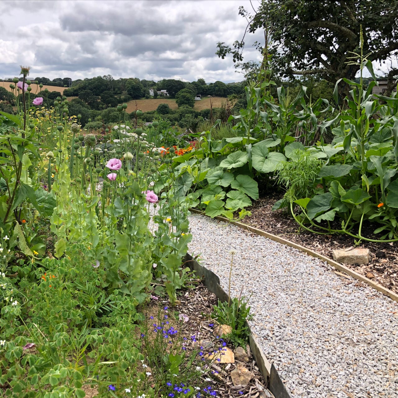 Diary of a Vegan Homesteader