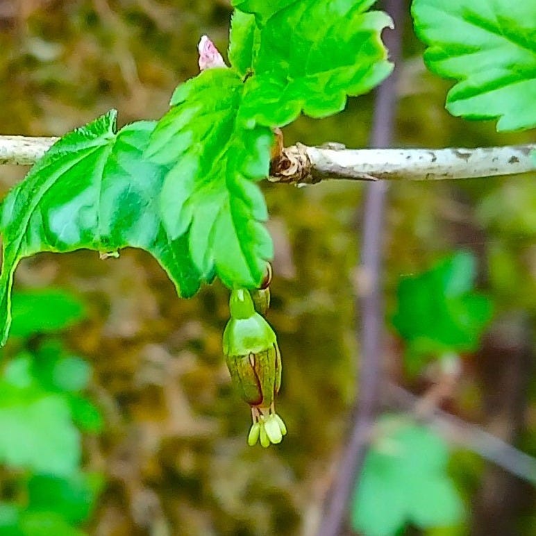 Gardening & Foraging for Life