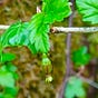Gardening & Foraging for Life's avatar