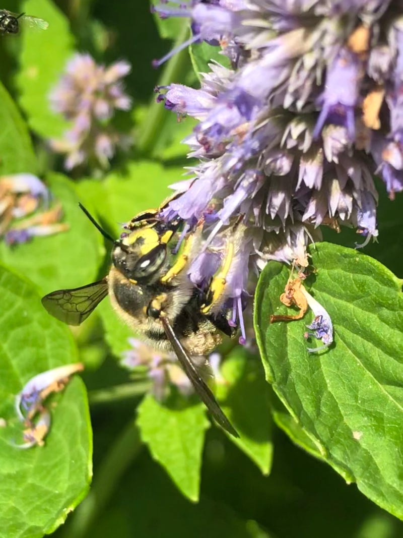 Wool carder bee on agastache