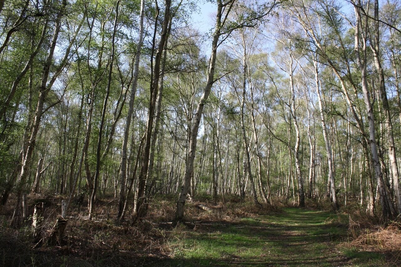 Birch woodland at Holme Fen