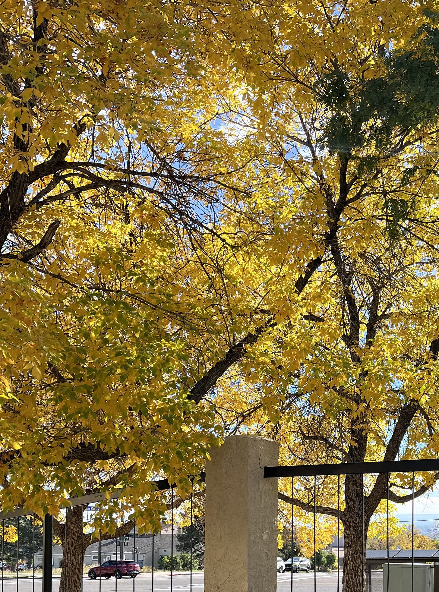 a canopy of sunlit yellow fall leaves