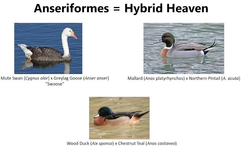 Titled 'Anseriforms = Hybrid heaven', we have labelled pictures of three hybrids: mute swan x greylag goose, mallard x northern pintail, and wood duck x chestnut teal. Titled 'Anseriforms = Hybrid heaven', we have labelled pictures of three hybrids: mute swan x greylag goose, mallard x northern pintail, and wood duck x chestnut teal.