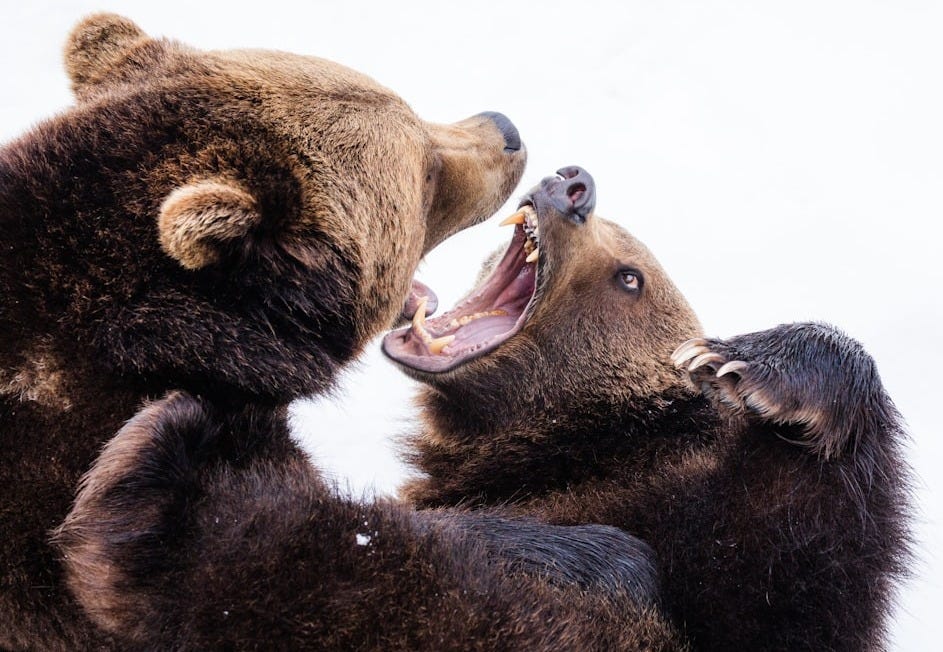 two brown grizzly bears