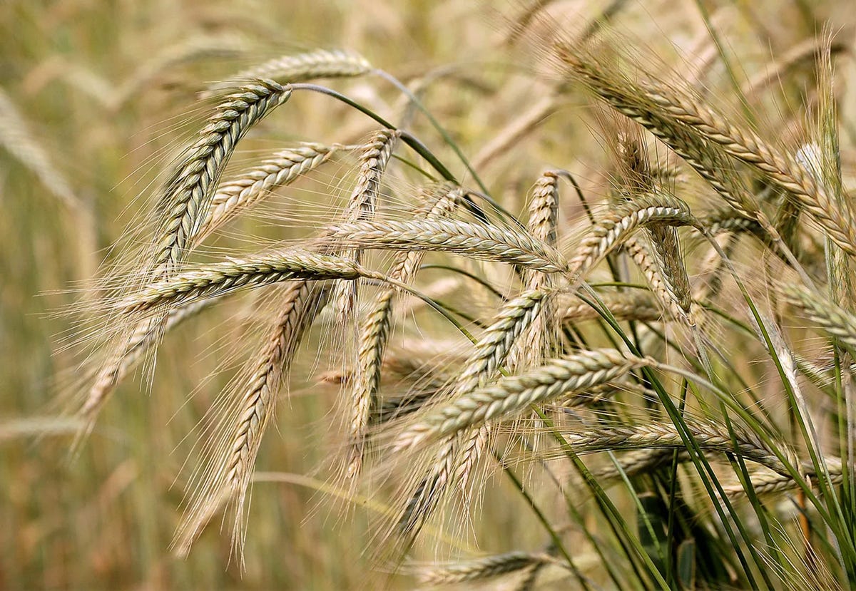 barley growing in a field