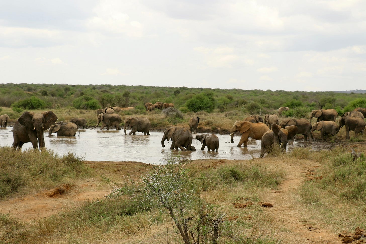 A herd of elephants at a watering hole