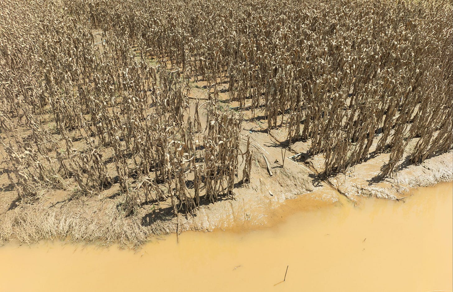 crops destroyed by flood