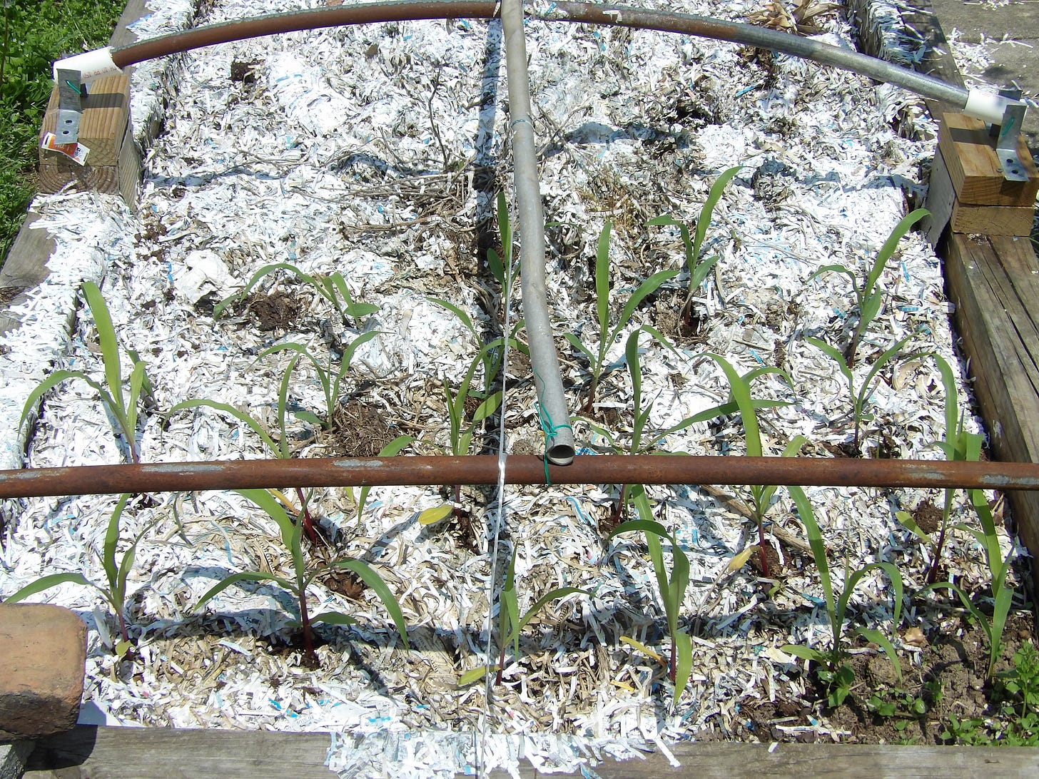 Sweet Corn Seedlings