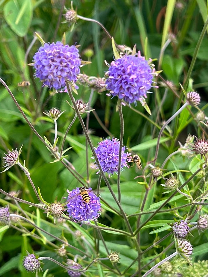 Succisa pratensis