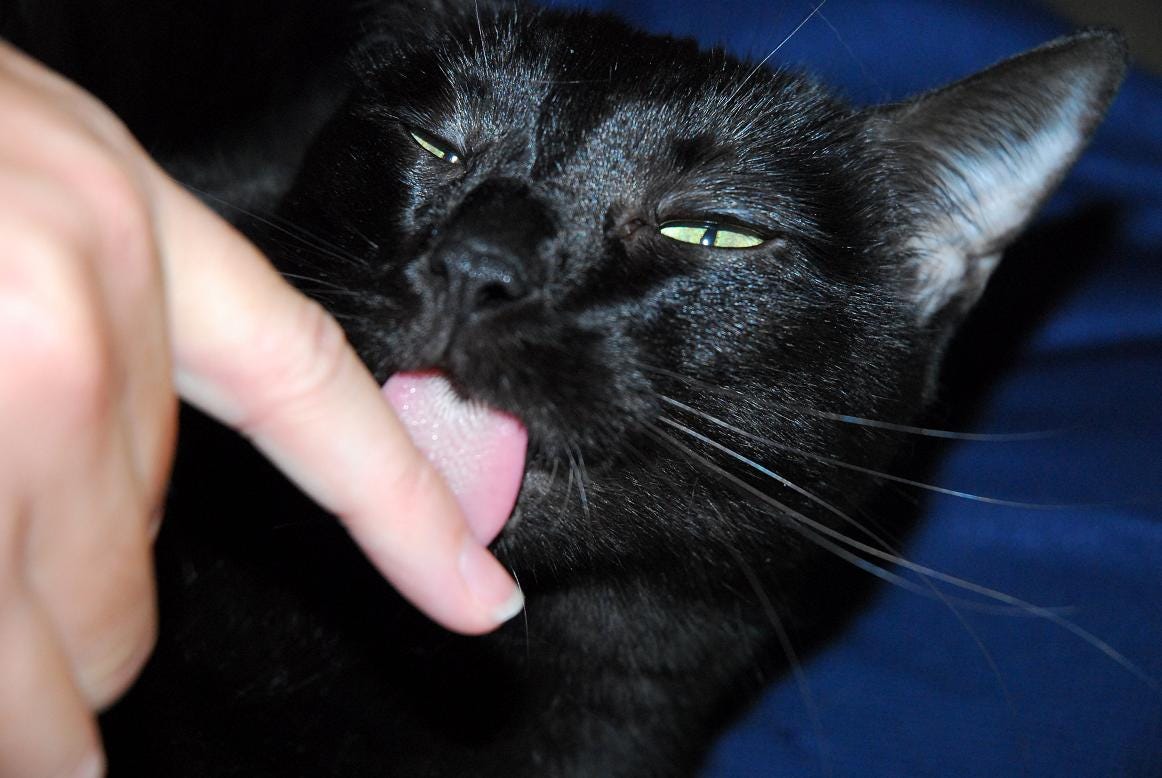 Gizmo cats chew fingers Gizmo cats chew fingers