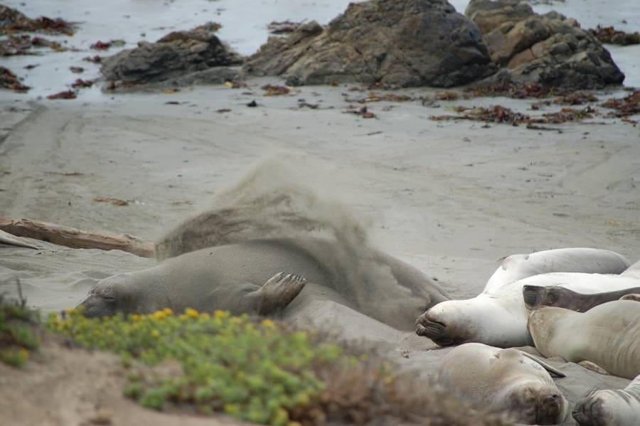 A group of seals lying on the beach

Description automatically generated with medium confidence