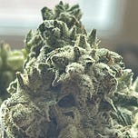 Midnight Mass News by Mike Crawford