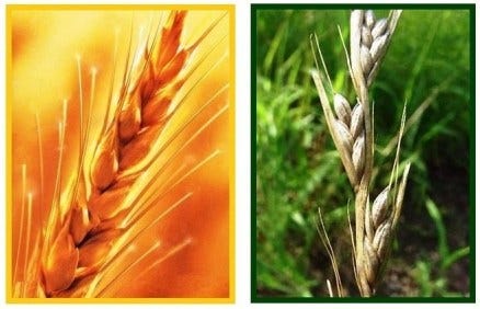 The Parable of the Wheat and the Tares – Sickle of Truth